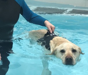 Cambridge Canine Hydrotherapy, Canine Water Therapy & Canine ...
